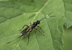 Ichneumonoidea