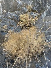 Lomatium klickitatense