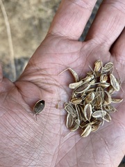 Lomatium klickitatense