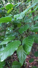 Claoxylon taitense