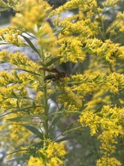 Trichopoda plumipes