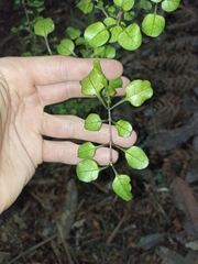 Coprosma arborea
