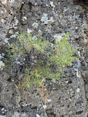 Ericameria resinosa