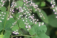 Hylodesmum podocarpum oxyphyllum