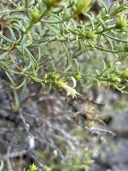Ericameria resinosa
