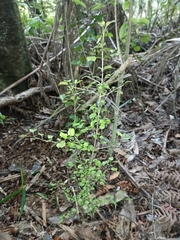 Coprosma arborea