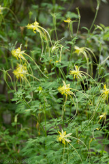 Aquilegia longissima