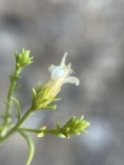 Ericameria resinosa
