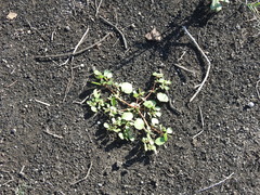 Trianthema portulacastrum