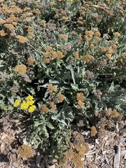 Achillea millefolium