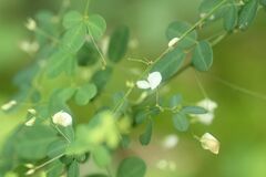 Lespedeza virgata