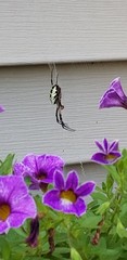 Argiope aurantia