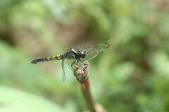 Orthetrum melania melania