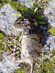 Microtus arvalis