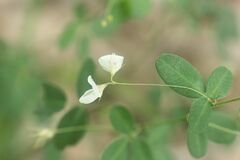 Lespedeza virgata