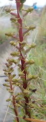 Satyrium parviflorum