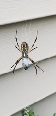 Argiope aurantia