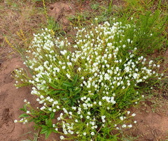 Dischisma ciliatum erinoides