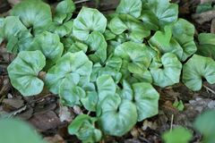 Nervilia nipponica