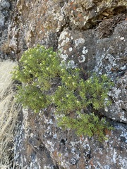 Ericameria resinosa