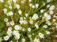 Dischisma ciliatum erinoides