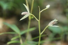 Cymbidium macrorhizon