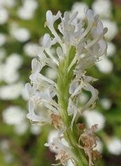 Dischisma ciliatum erinoides