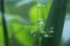 Gynostemma pentaphyllum