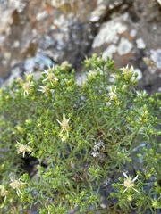 Ericameria resinosa
