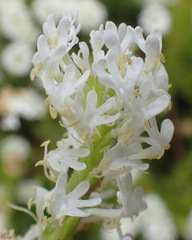 Dischisma ciliatum erinoides