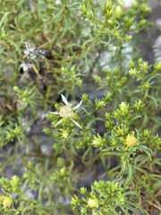 Ericameria resinosa