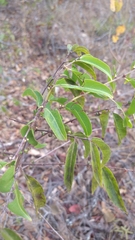 Casearia sylvestris