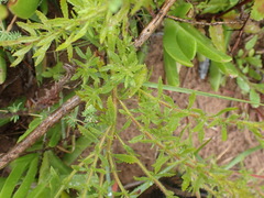 Dischisma ciliatum erinoides