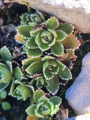 Saxifraga paniculata