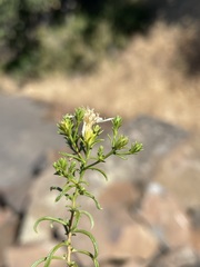 Ericameria resinosa