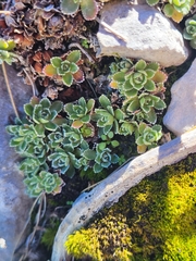 Saxifraga paniculata