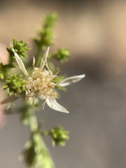 Ericameria resinosa