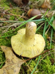 Hypomyces luteovirens