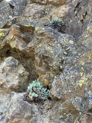 Penstemon barrettiae