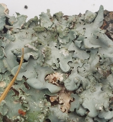 Parmelioideae