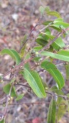 Casearia sylvestris