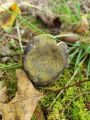 Hypomyces luteovirens