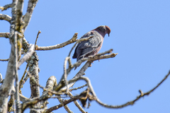 Patagioenas araucana