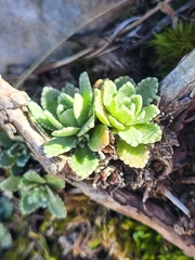 Saxifraga paniculata