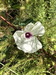 Ipomoea pandurata