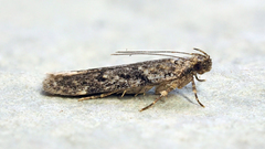 Chionodes formosella
