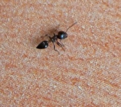 Crematogaster ashmeadi