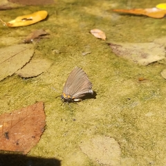 Atlides halesus