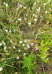 Nemesia leipoldtii