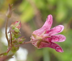 Nemesia leipoldtii